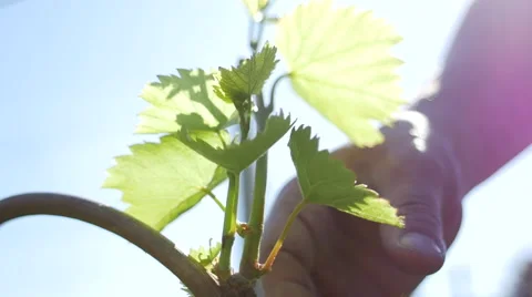 Man tends to grapevine plants Video stock 64655145
