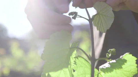 Man tends to grapevine plants - removes excessive buds Video stock 64655667