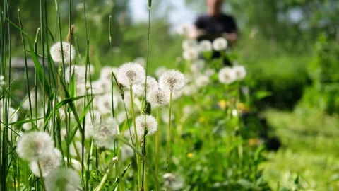 A man tends to his backyard lawn. The process of cutting the grass. Stock Footage 280965642