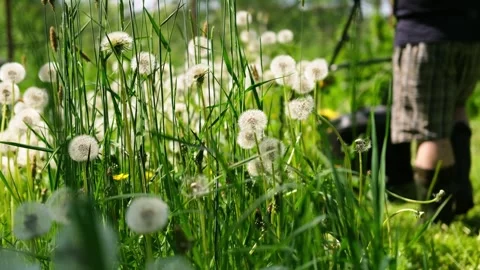 A man tends to his backyard lawn. The process of cutting the grass. Stock Footage 280965649