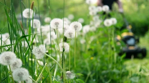 A man tends to his backyard lawn. The process of cutting the grass. Stock Footage 280965662