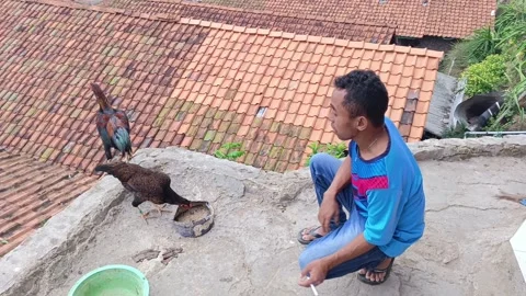 A man tends to his free-range chickens on a rooftop farm Stock Footage 315308791