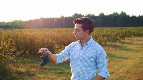 Man testing ripening of grapes Stock Footage 98313221