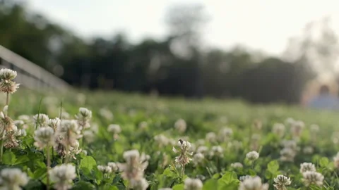A man threw a plastic bottle onto the grass Video stock 136850490