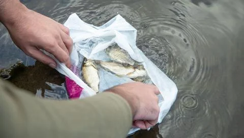 Man throw fish into the water. Stock Photos