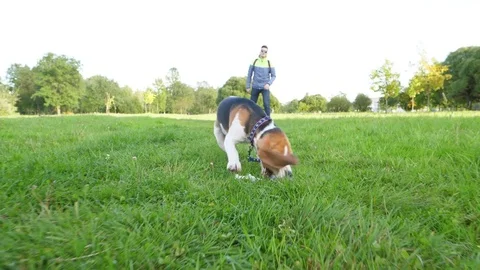Man throw toy towards camera, young dog run to catch it, playing fetch game Stock Footage 80592988
