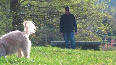 Man Throwing Ball Toward Camera Dog Chasing in Park Slow Motion Stock Footage 332157551