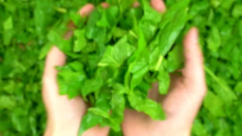 Man throwing up fresh spinach cut leaves at the kitchen. Vídeo Stock 108430238