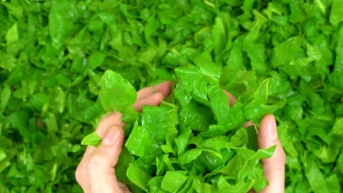 Man throwing up fresh spinach cut leaves at the kitchen. Stock Footage 108430401