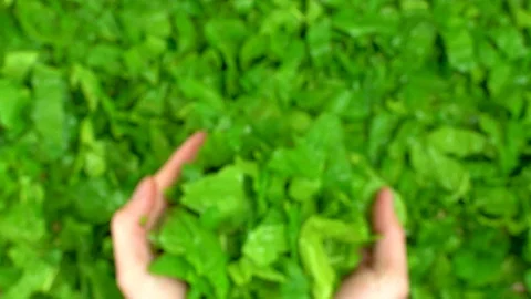 Man throwing up fresh spinach cut leaves at the kitchen. Stock-Footage 108430409