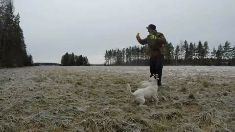 Man throwing frisbee away from camera and two russells go after it Stock Footage 145673378