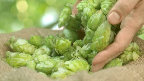 Man throwing hops into the basket in slow motion 180fps Video stock 114238459