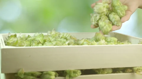 Man throwing hops into the box in slow motion 180fps Stock Footage 98427997