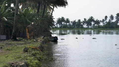 Man throwing a net into the Kerala backwaters, india Video stock 93623161