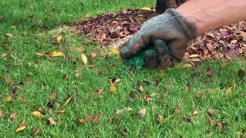 Man throwing out grass seed Stock Footage 94594895