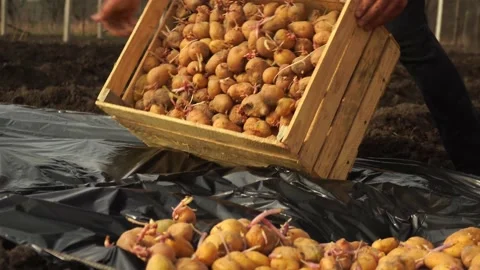 A man throwing a potato out of a box 库存影片 151848013