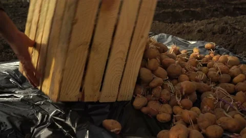 A man throwing a potato out of a box Stock Footage 151848118