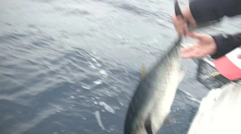 Man throwing into the sea captured fish  Video stock 43323575