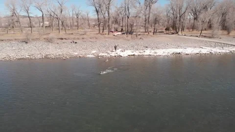 Man throwing a stick in the river for dogs to fetch from drone Stock Footage 310573217