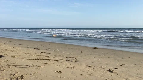 Man Throws Ball with Dog on Beach 動画素材 143063745