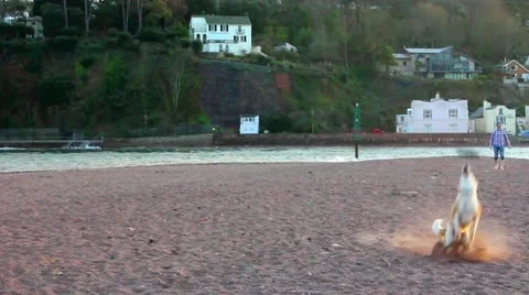 Man throws frisbee for dog Stock-Footage 48750317