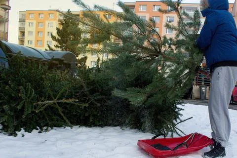 A man throws an old Christmas tree, which he brought on a plastic sleigh to wast Stock Photos