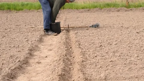 A man throws onion seeds into the soil. Stock Footage 275164897