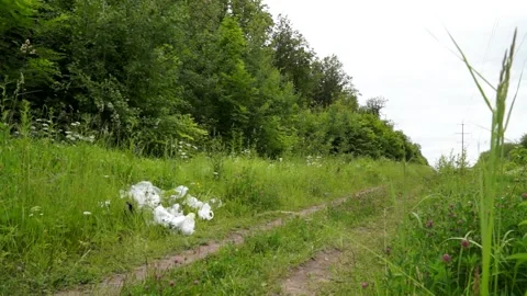 A man throws a plastic bottle in the woods. Environmental pollution Stock Footage 133445097