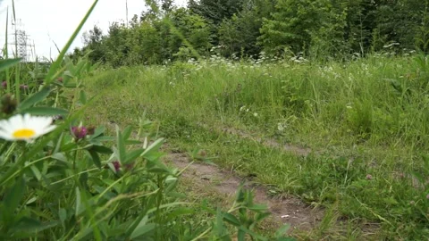A man throws a plastic bottle in the woods Environmental pollution Stock Footage 134029505