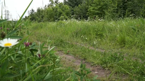 A man throws a plastic bottle in the woods Environmental pollution Stock Footage 134029515