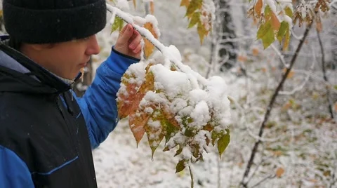 Man throws off snow from tree branches Vidéo 68401875