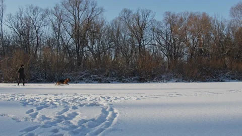 Man throws a stick  training a dog a fetch command. Video stock 147383582