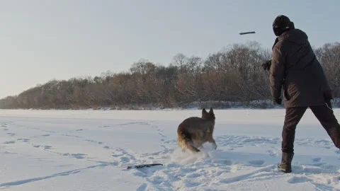 Man throws a stick  training a dog a fetch command. Man training a large Germ Stock Footage 161808858
