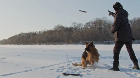 Man throws a stick  training a dog a fetch command. Man training a large Germ Stock Footage 166198641