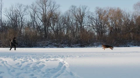 Man throws a stick  training a dog a fetch command. Man training a large Ge.. Stock Footage 263549637