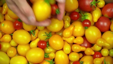 A man throws tomatoes into a box filled with tomatoes Stock Footage 316257819