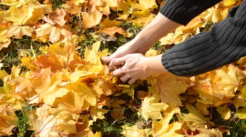 Man throws up yellow maple leaves Stock Footage 31743252