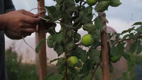 A man ties up a young apple tree in the garden with a rope. a heavy harvest on a Stock Footage 168899260