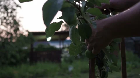 A man ties up a young apple tree in the garden with a rope. a heavy harvest on a Stock Footage 172257900