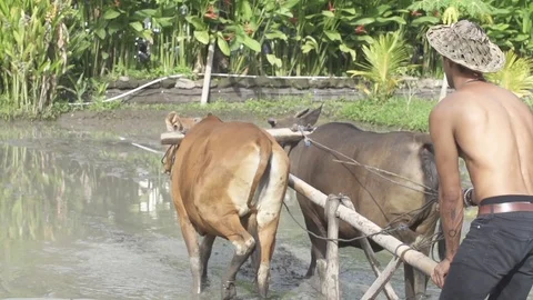 Man Tilling Field With Cows Slow Motion Stock Footage 106784264
