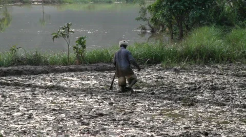 Man tilling paddy field Stock Footage 696735