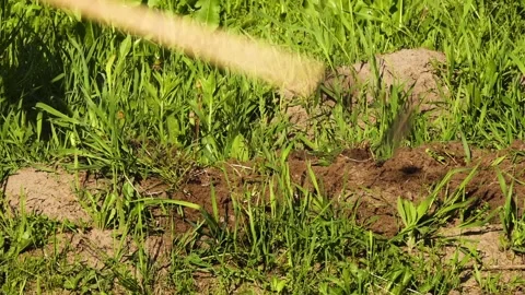 A man tills the soil on a garden plot with a hoe. Summer weather. Tall green  Stockbeeldmateriaal 155943983