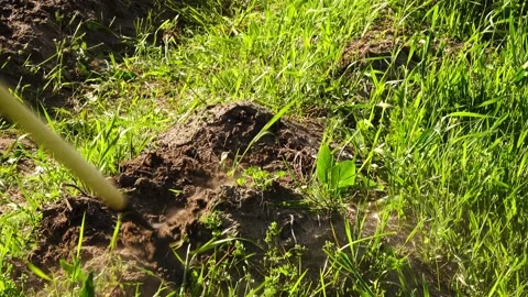 A man tills the soil on a garden plot with a hoe. Summer weather. Tall green  Stock Footage 156701708