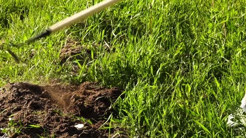 A man tills the soil on a garden plot with a hoe. Summer weather. Tall green  Stock Footage 156750425