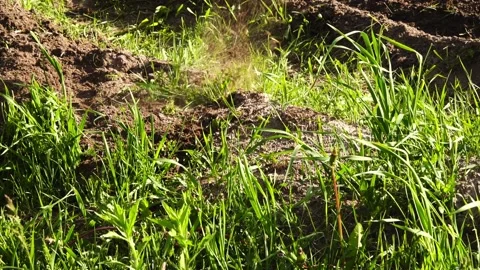A man tills the soil on a garden plot with a hoe. Summer weather. Tall green  Vídeos de archivo 156820226