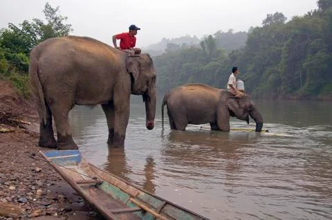 Man on top of an elephant 스톡 사진