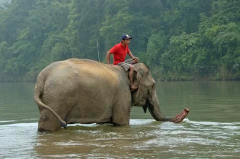 Man on top of an elephant Фото
