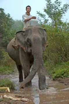Man on top of an elephant Stock Photos