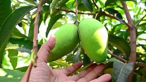 A man touch a fruit Of The mango On A Tree Stock Footage 92928934