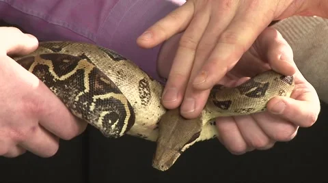 Man Touch Large Constrictor Snake In Hands of Other Man Video stock 67104082